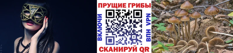 Псилоцибиновые грибы Cubensis Сковородино